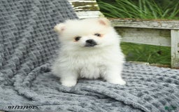 Pomeranian dogs for sale: Winston - Image 4