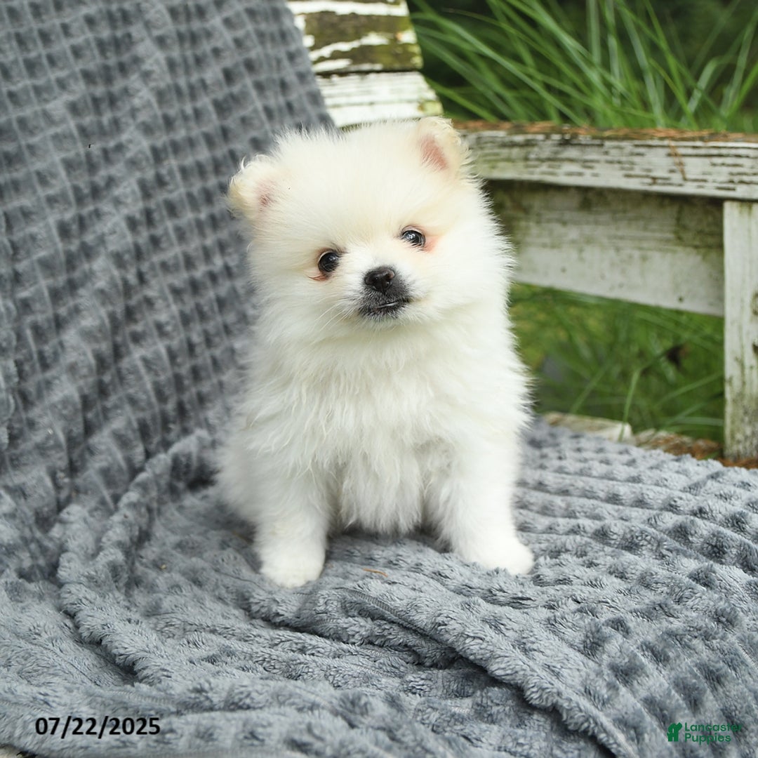Pomeranian dogs for sale: Winston - Image 4