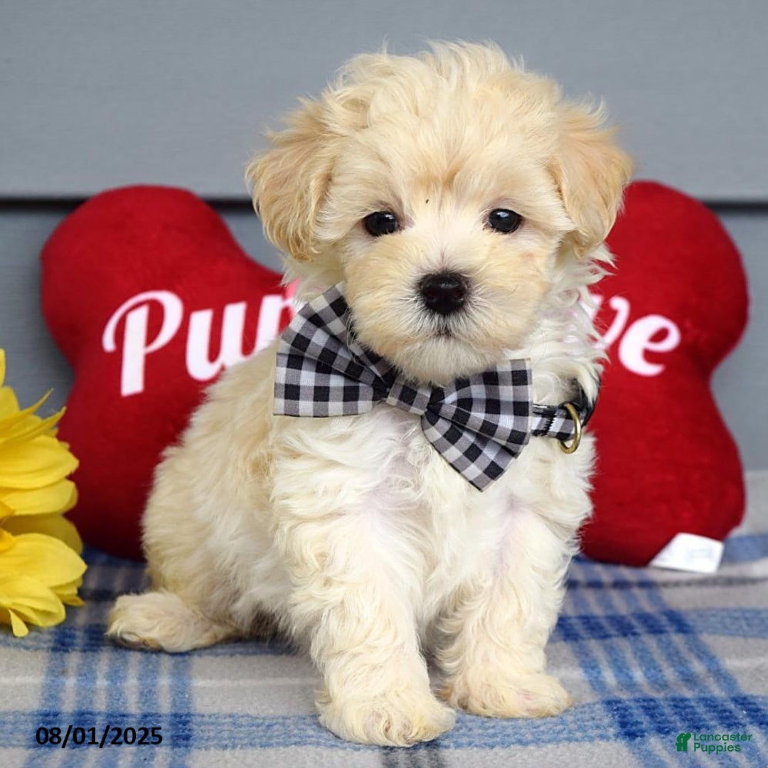 Maltipoo dogs for sale: Marly - Image 4