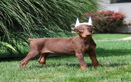 Doberman Pinscher dogs for sale: Bruno - Image 1