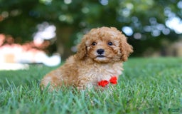 Cavapoo dogs for sale: Teddy - Image 5