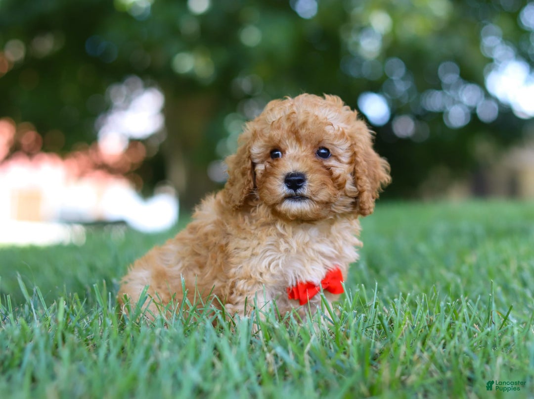 Cavapoo dogs for sale: Teddy - Image 5
