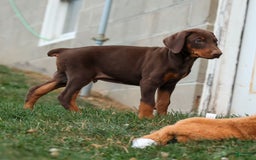 Doberman Pinscher dogs for sale: Diesel - Image 5