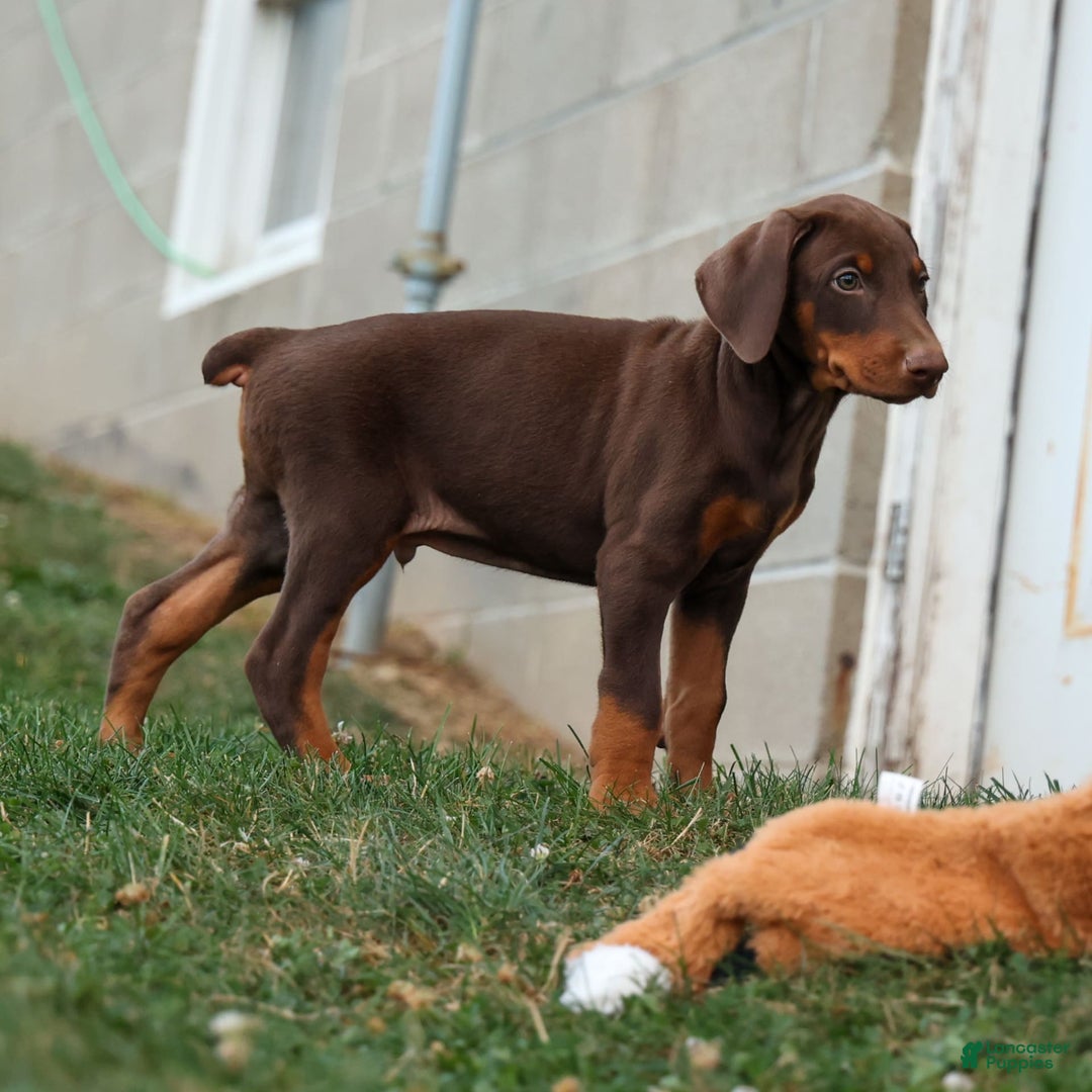 Doberman Pinscher dogs for sale: Diesel - Image 5
