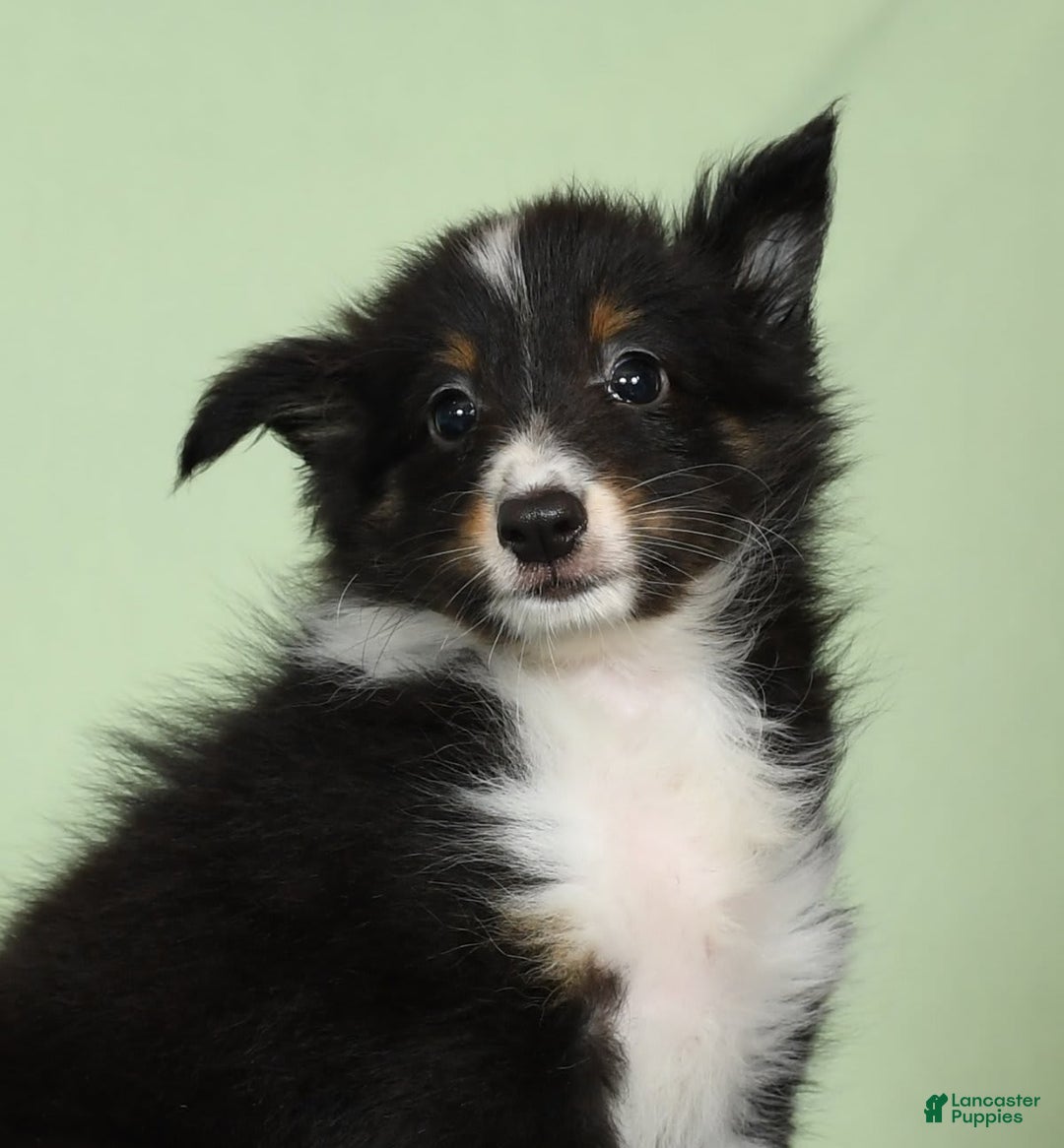 Shetland Sheepdog dogs for sale: Meekah - Image 9