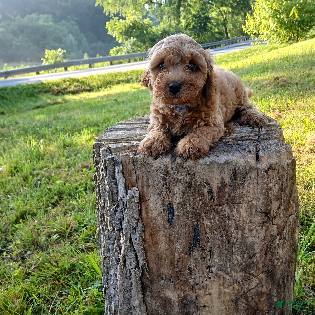 Cavapoo dogs for sale: Tigger - Image 2