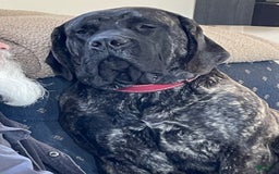 English Mastiff dogs for sale: Angel - Image 11