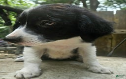 Border Collie dogs for sale: Ellie - Image 19