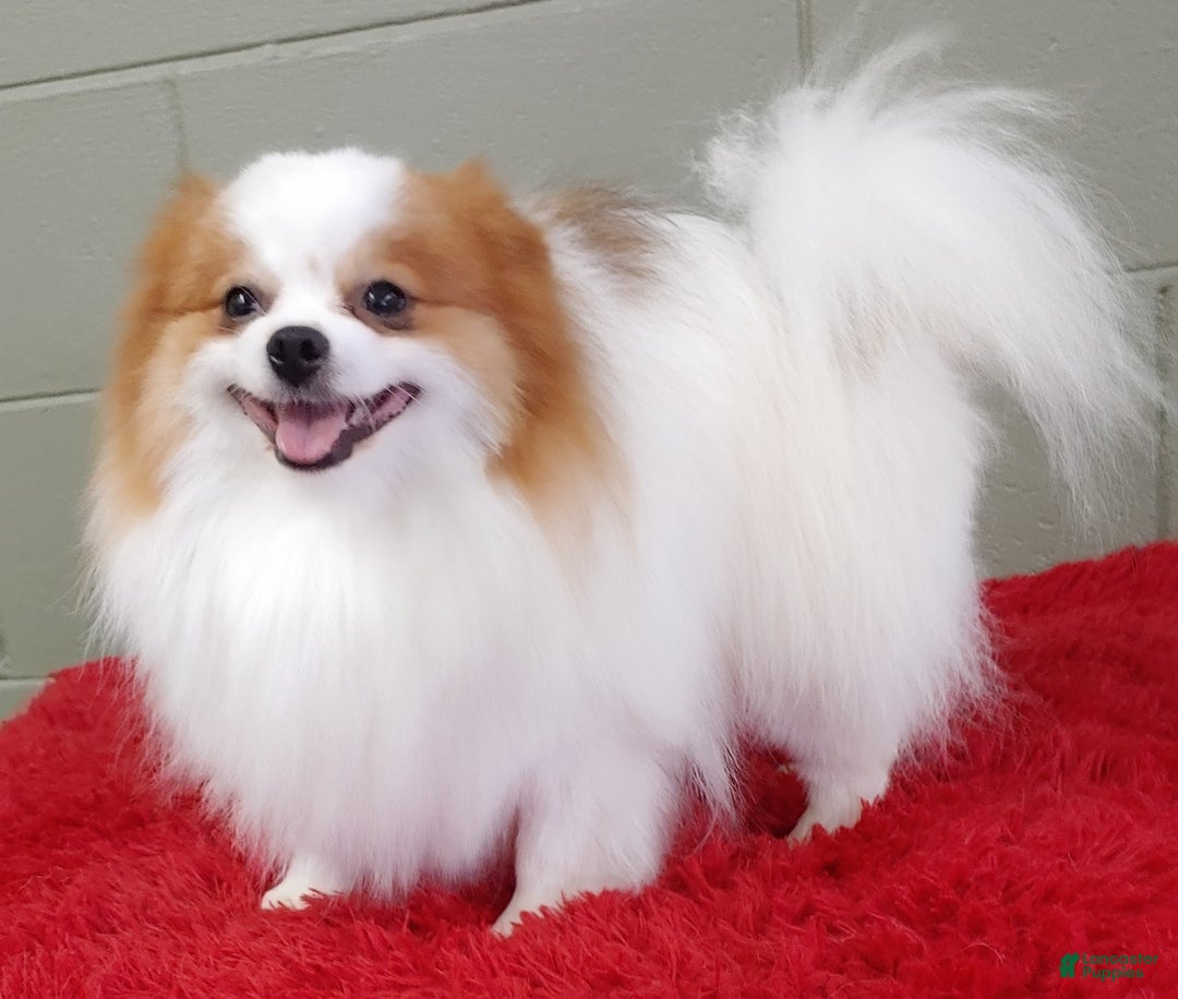 Pomeranian dogs for sale: Cosmo - Image 1