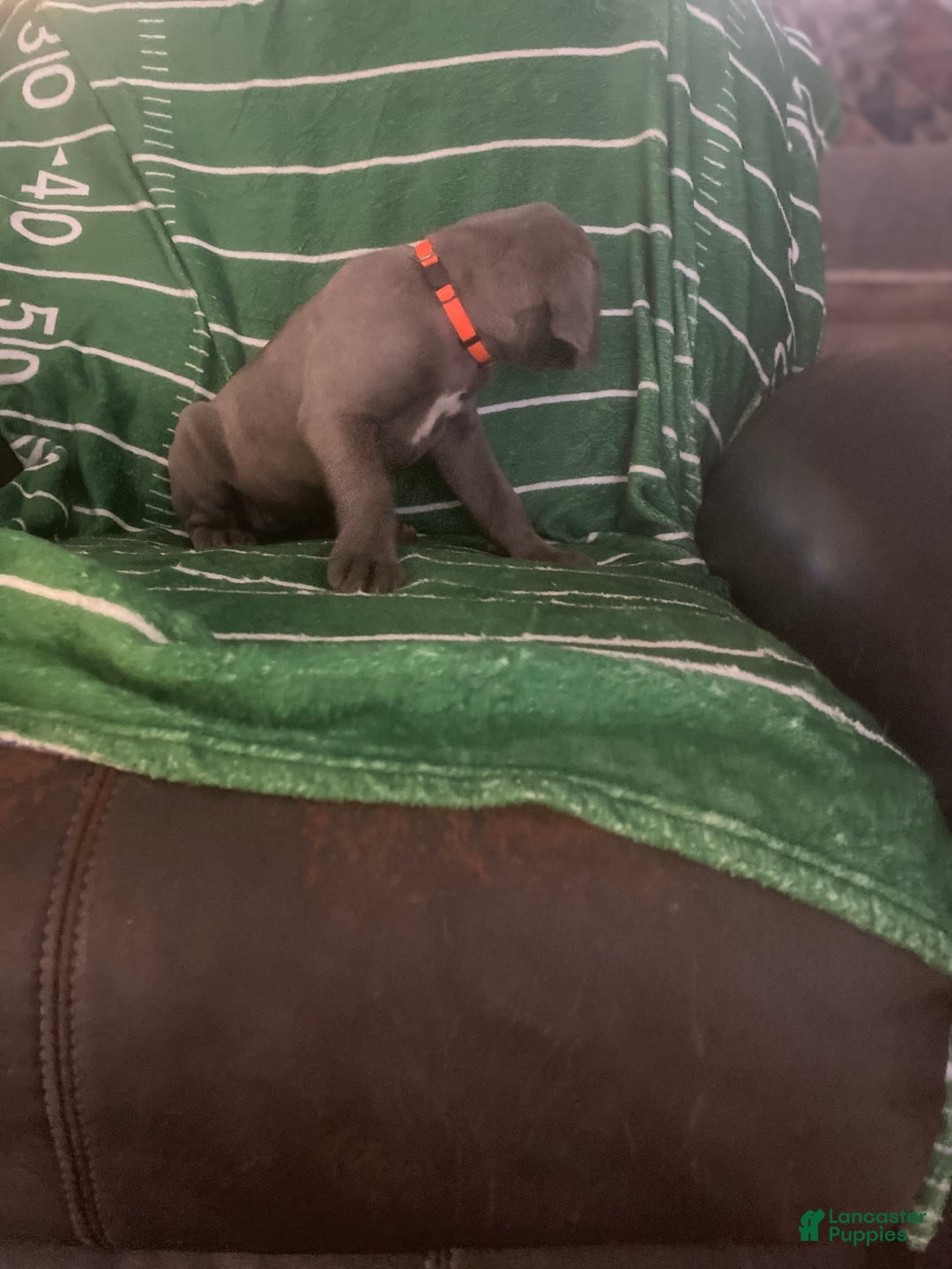 Cane Corso dogs for sale: Orange - Image 1
