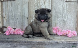 Belgian Tervuren dogs for sale: Mystic - Image 5