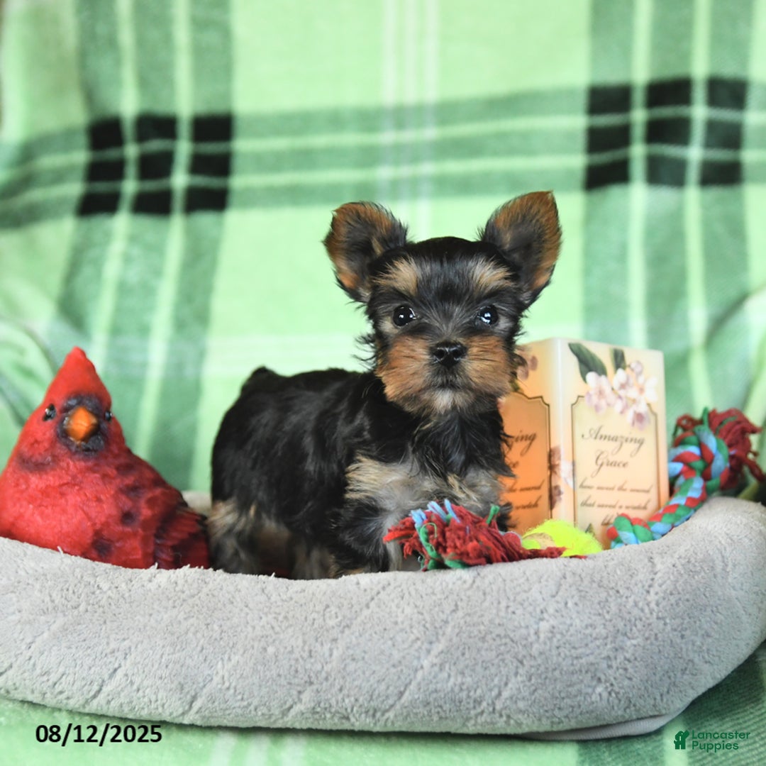 Yorkshire Terrier dogs for sale: Lucky - Image 5