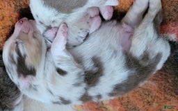 Australian Shepherd dogs for sale: Red Merle Male - Image 1
