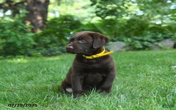 Labrador Retriever dogs for sale: Mocha - Image 4