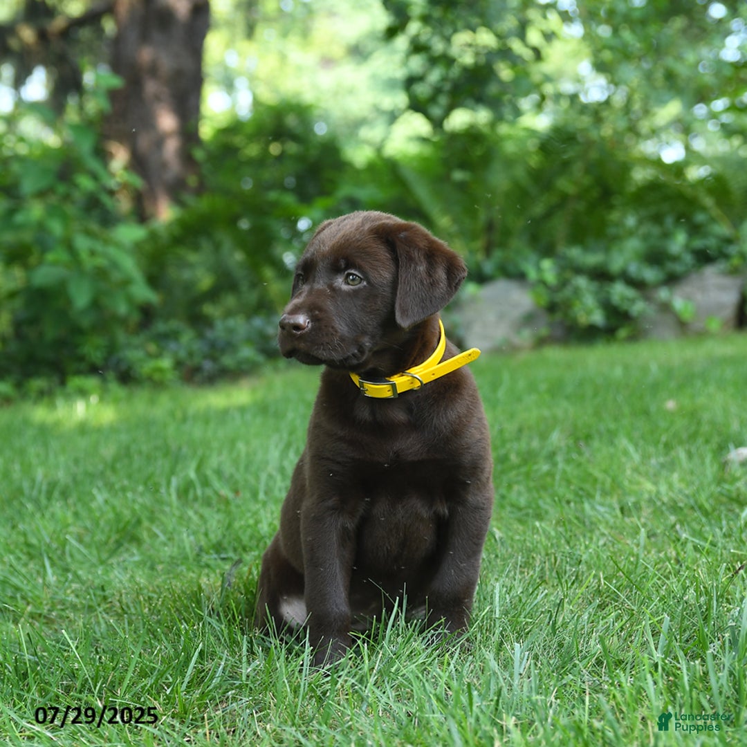 Labrador Retriever dogs for sale: Mocha - Image 4
