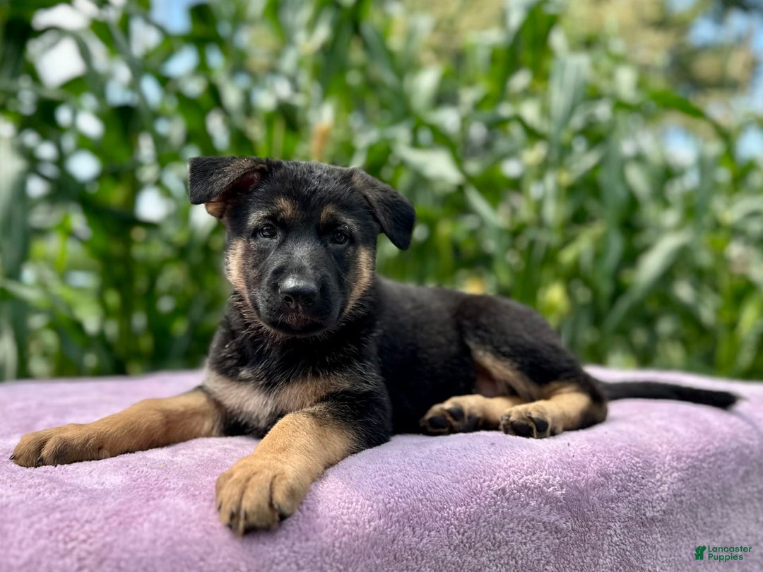 German Shepherd dogs for sale: Nala - Image 5