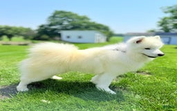 Samoyed dogs for sale: Coconut - Image 4