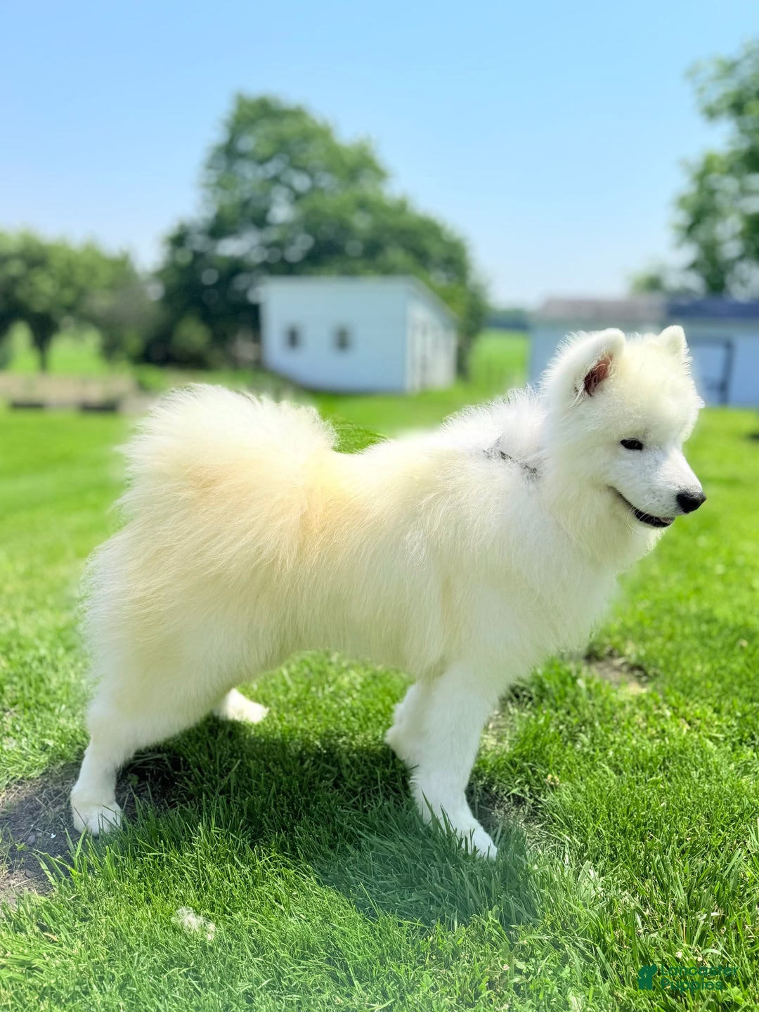 Samoyed dogs for sale: Coconut - Image 4