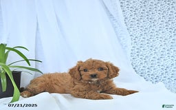 Cavapoo dogs for sale: Ryder - Image 6