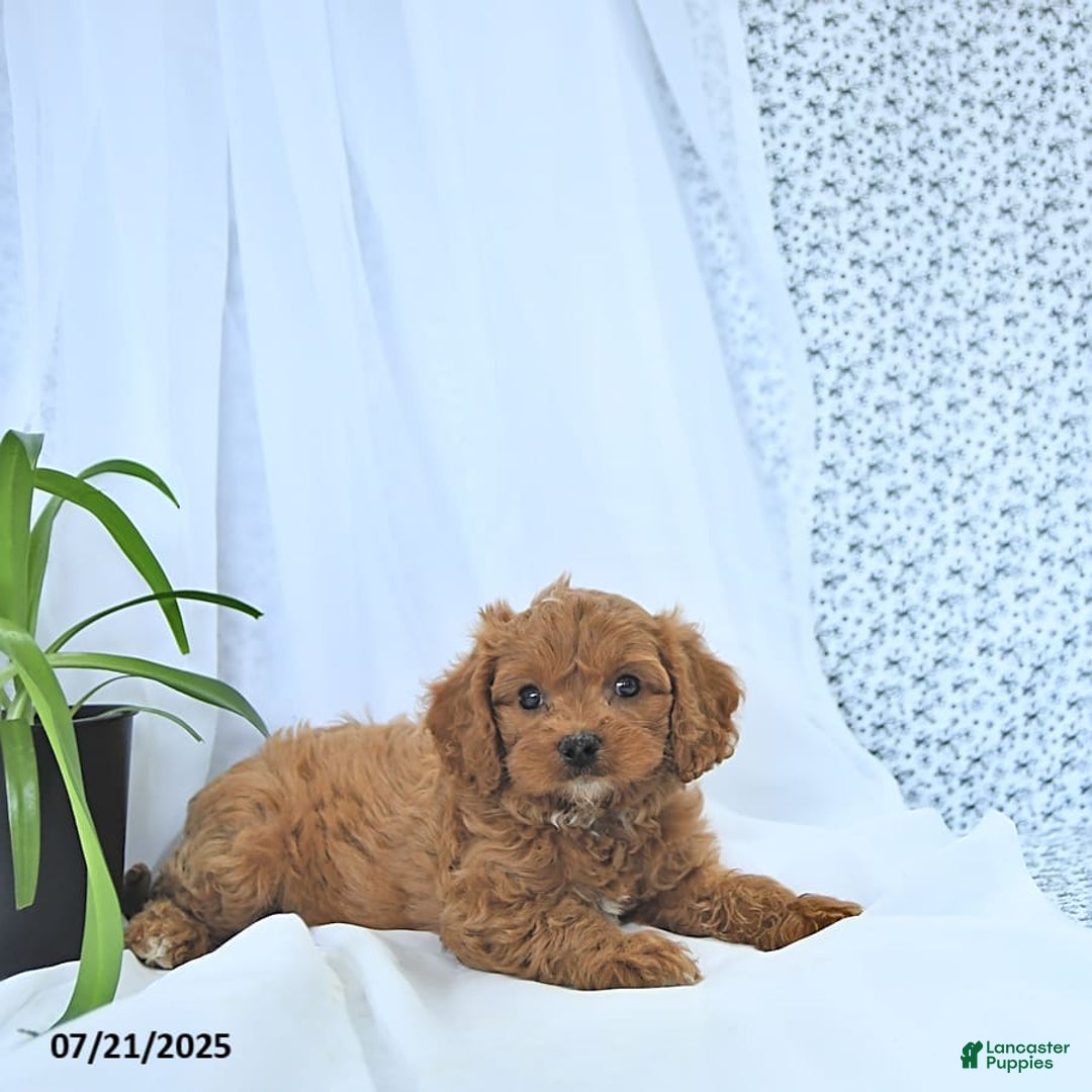 Cavapoo dogs for sale: Ryder - Image 6