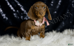 Miniature Dachshund dogs for sale: Shaylee - Image 1