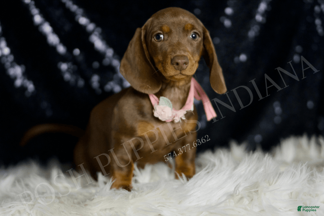 Miniature Dachshund dogs for sale: Shaylee - Image 1