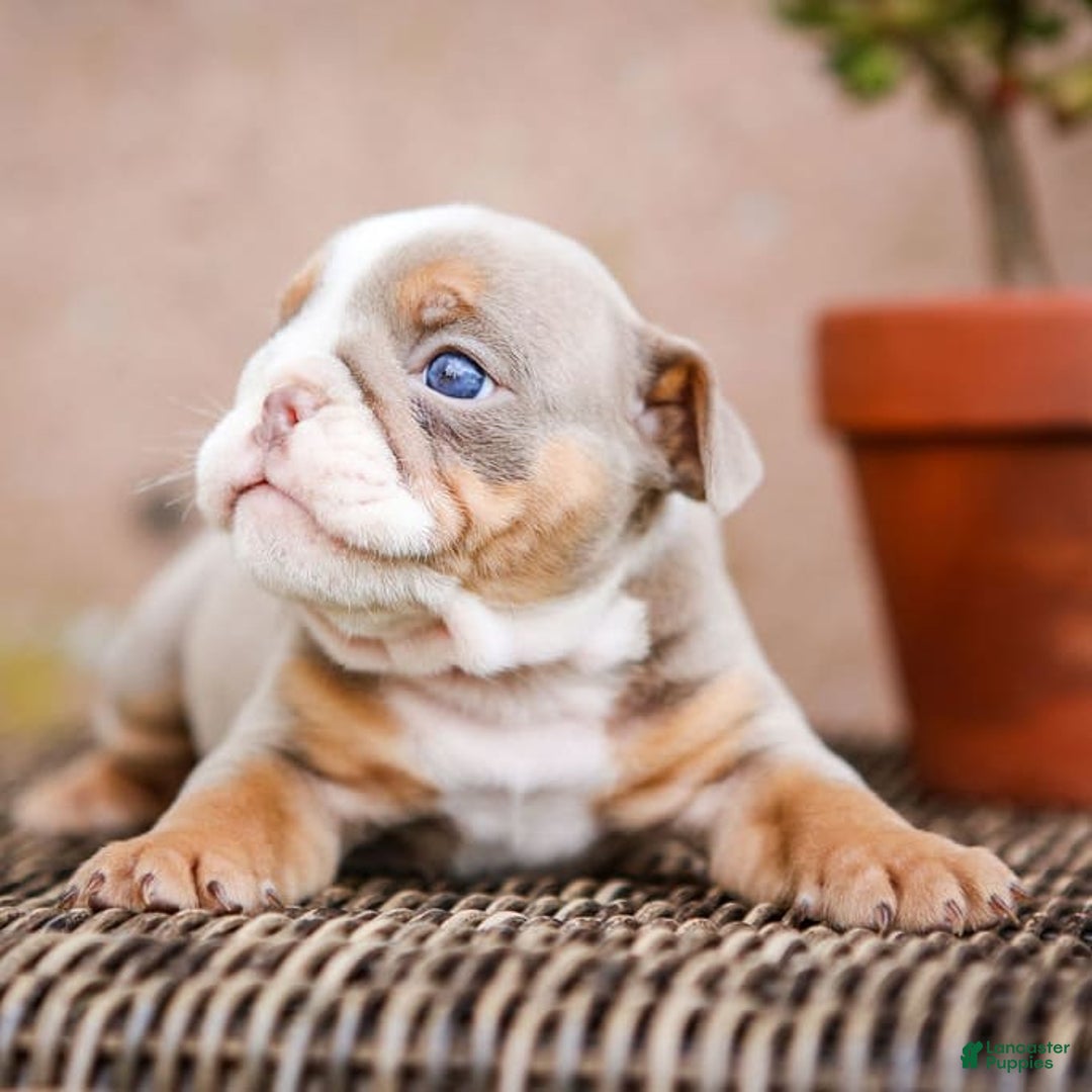 English Bulldog dogs for sale: Lexie - Image 25