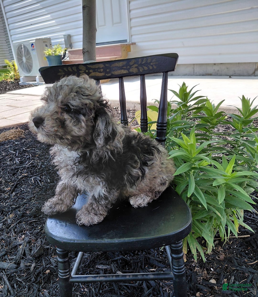 Bichpoo dogs for sale: Oakly - Listing for pets: Oakly, Cedar - Image 2