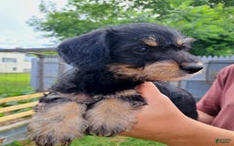 Doxiepoo dogs for sale: Biscuit - Image 1