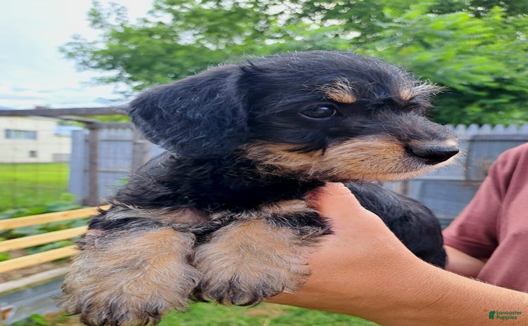 Doxiepoo dogs for sale - Ad 1
