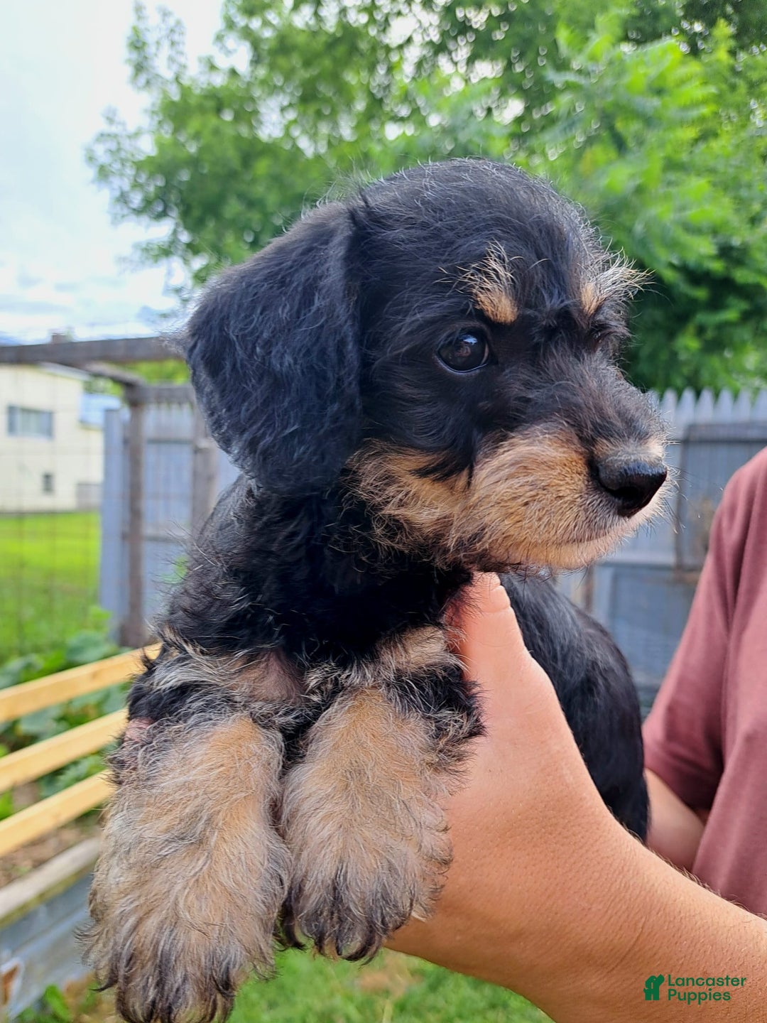 Doxiepoo dogs for sale: Biscuit - Image 1