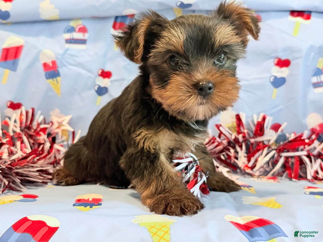Yorkshire Terrier dogs for sale: Guppy - Image 3
