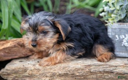 Yorkshire Terrier dogs for sale: Starsky - Image 5