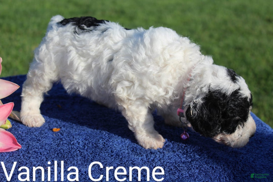 Spanish Water Dog dogs for sale: Vanilla Creme - Image 3