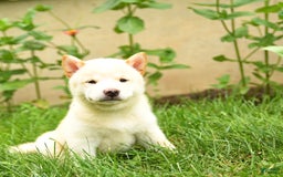 Shiba Inu dogs for sale: Patrick - Image 1
