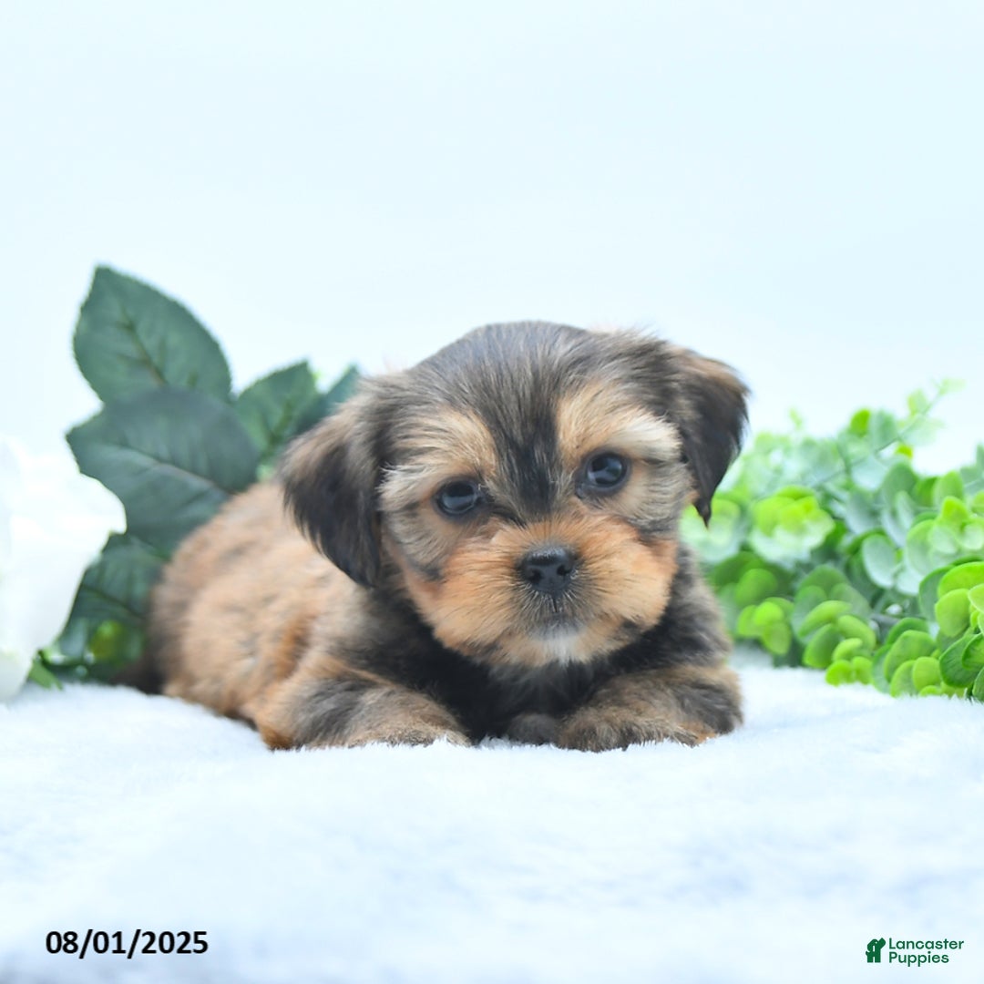 Shorkie dogs for sale: Luke - Image 3