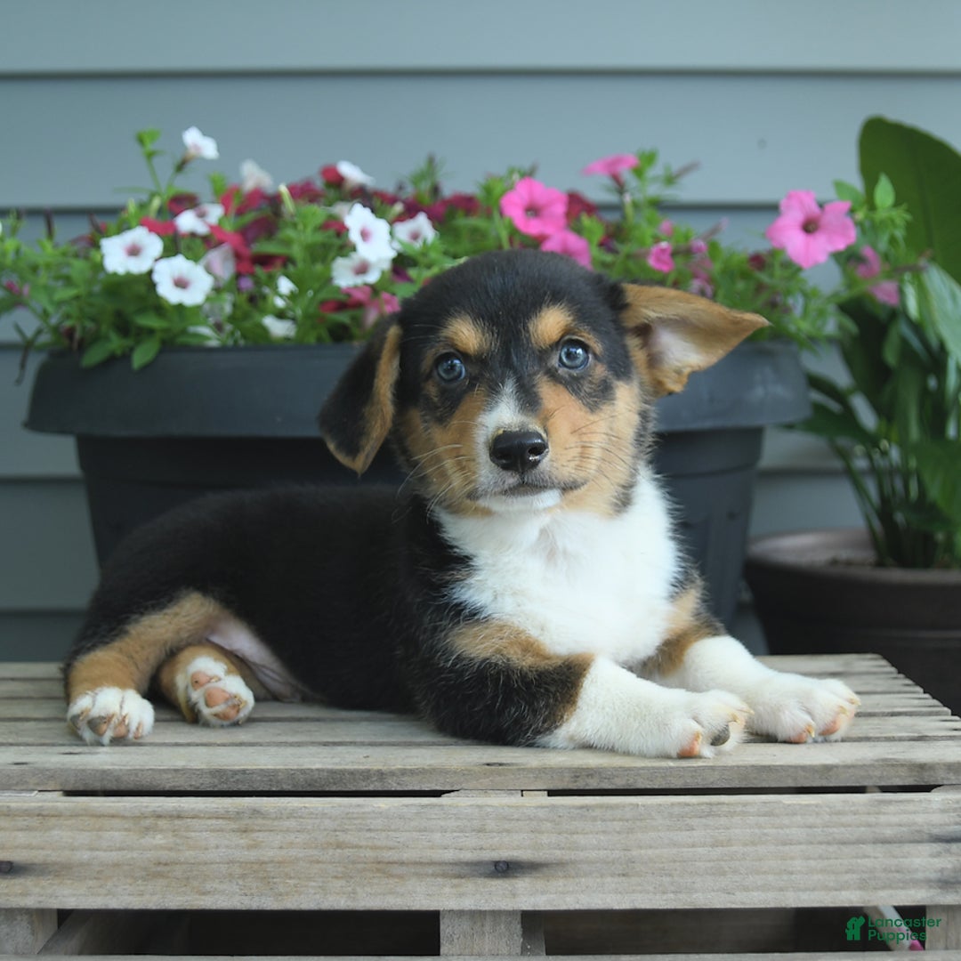 Welsh Corgi Pembroke dogs for sale: Harly - Listing for pets: Hannah, Harper, Harry, Harly, Hazel, Holly, Hank, Haven - Image 2