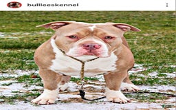 American Bully dogs for sale: Male 1 - Image 3