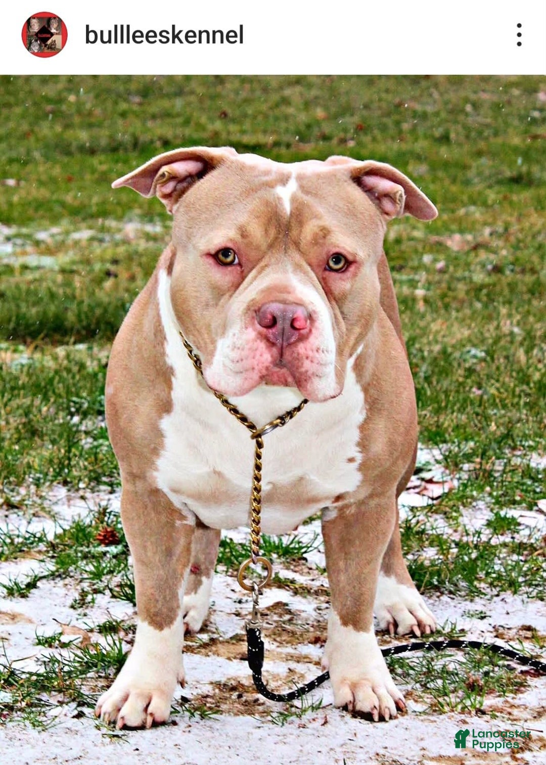 American Bully dogs for sale: Male 1 - Image 3