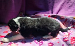 Border Collie dogs for sale: Ellie - Image 2