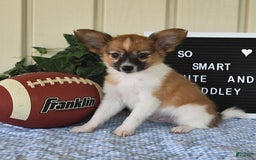 Papillon dogs for sale: Pluto - Image 19
