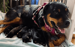 Rottweiler dogs for sale: Dahlia - Image 5