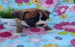 Boxer dogs for sale: Ryder - Image 8