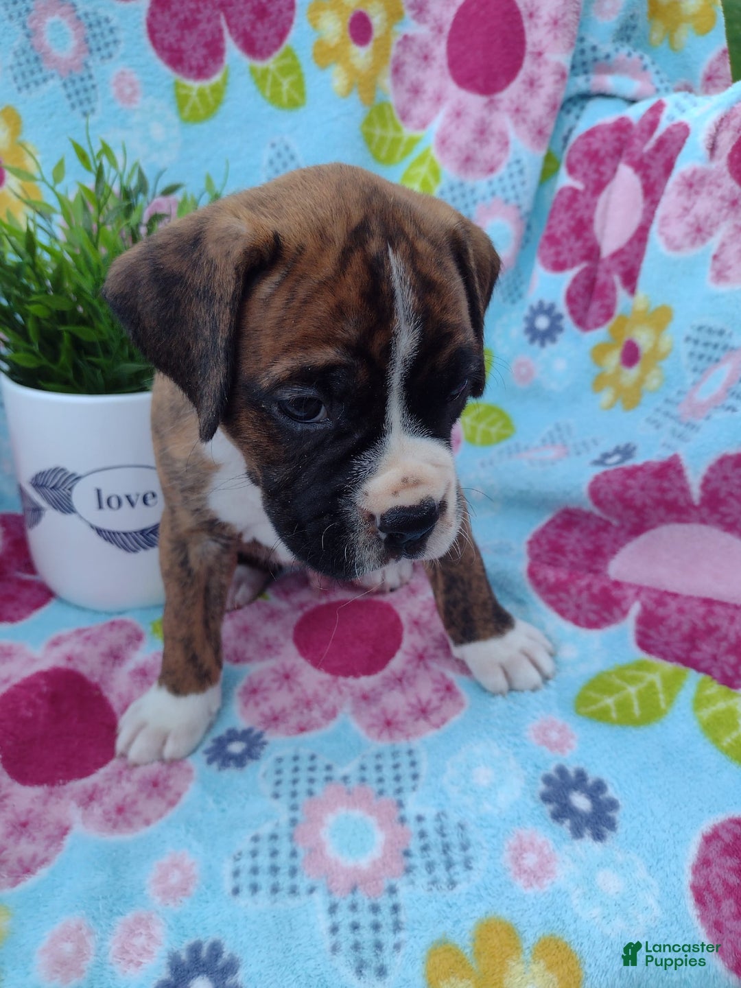 Boxer dogs for sale: Ryder - Image 8