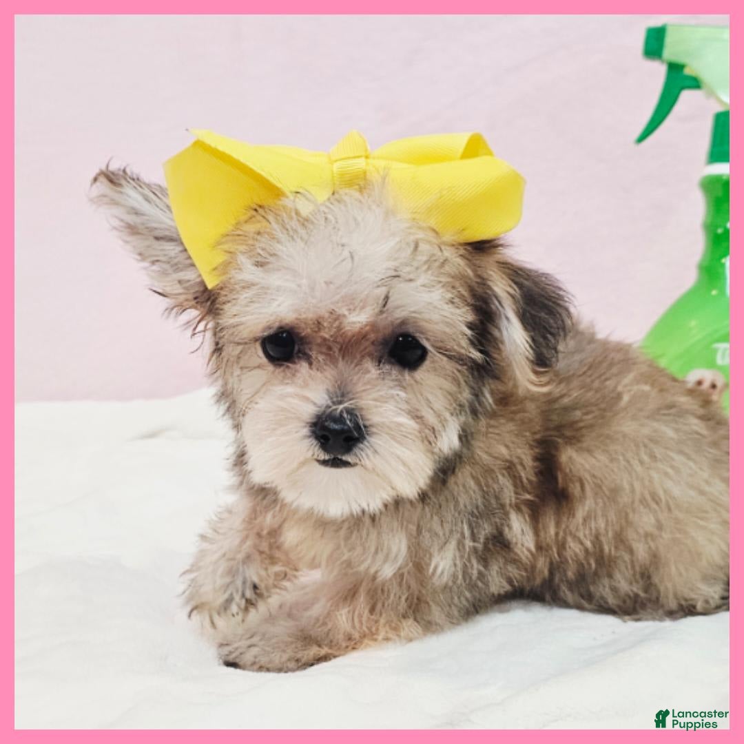 Morkie dogs for sale: Gabby - Image 3