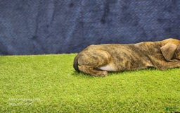 Catahoula Leopard Dog dogs for sale: Diamond 2025 M1 - Image 2
