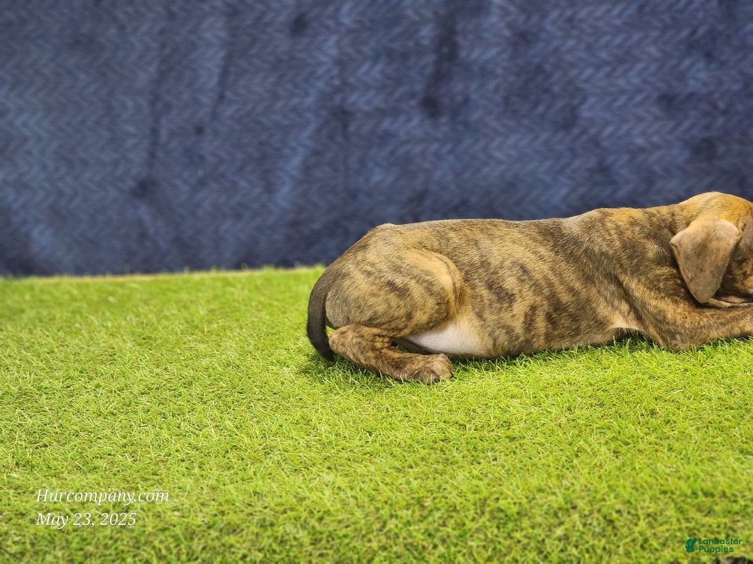 Catahoula Leopard Dog dogs for sale: Diamond 2025 M1 - Image 2