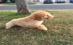 Standard Poodle dogs for sale: Dudong - Image 3