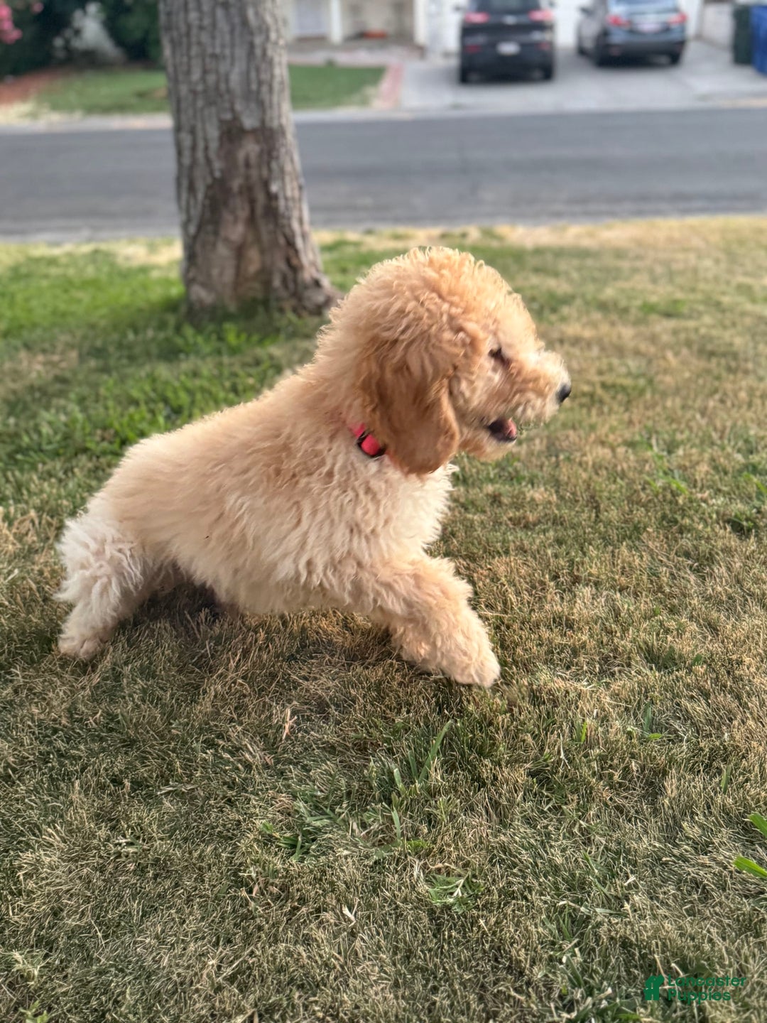 Standard Poodle dogs for sale: Dudong - Image 3