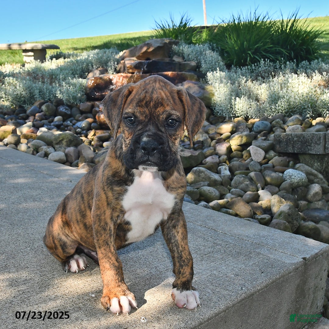 Boxer dogs for sale: Sarge - Image 4